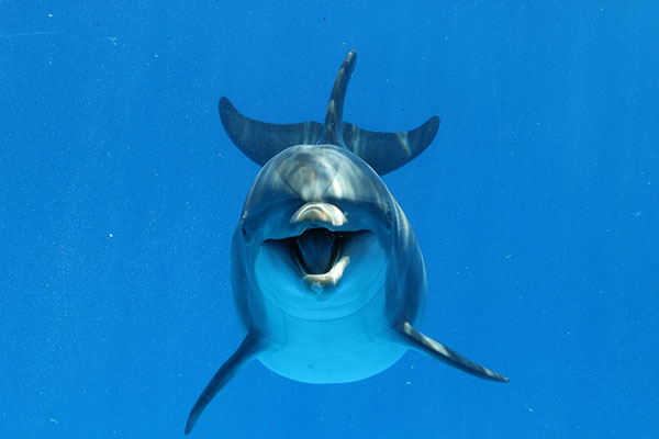 dolphin-blue-water.jpg